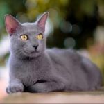 Mengenal Busok Kucing Lokal Asli Pulau Raas Madura