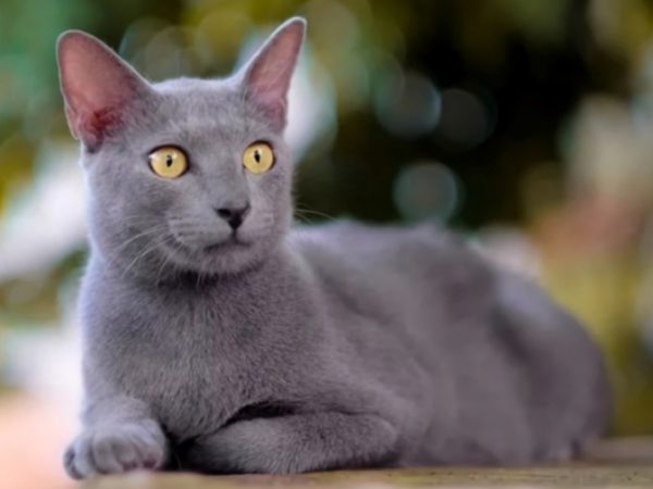 Mengenal Busok Kucing Lokal Asli Pulau Raas Madura