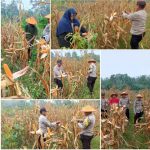 Panen Jagung Hibrida di Tanjung Sari, Polisi dan Petani Bersinergi Wujudkan Ketahanan Pangan