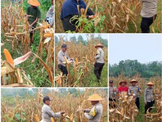 Panen Jagung Hibrida di Tanjung Sari, Polisi dan Petani Bersinergi Wujudkan Ketahanan Pangan